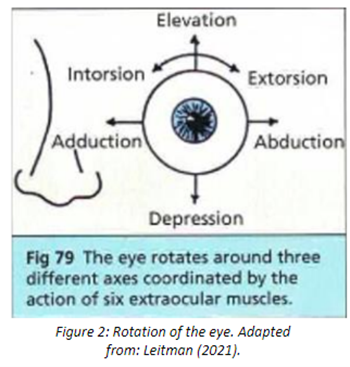 six ocular motor muscles.png