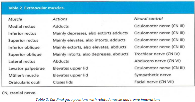 cardnical gaze positions.png